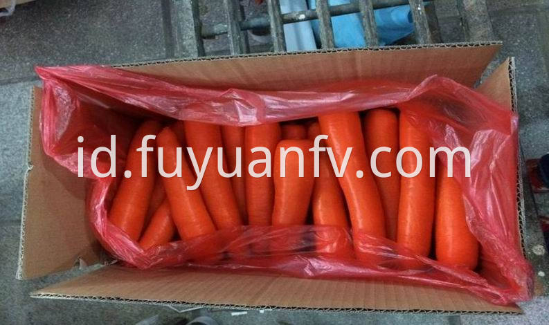 size M fresh carrot 